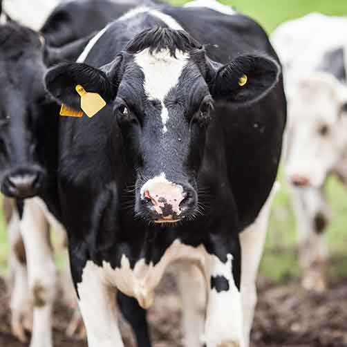 Dairy wastewater pH control